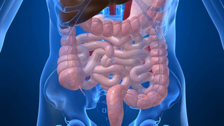 Os 5 Sistemas Excretores, os 5 Sentidos e os 5 Sabores