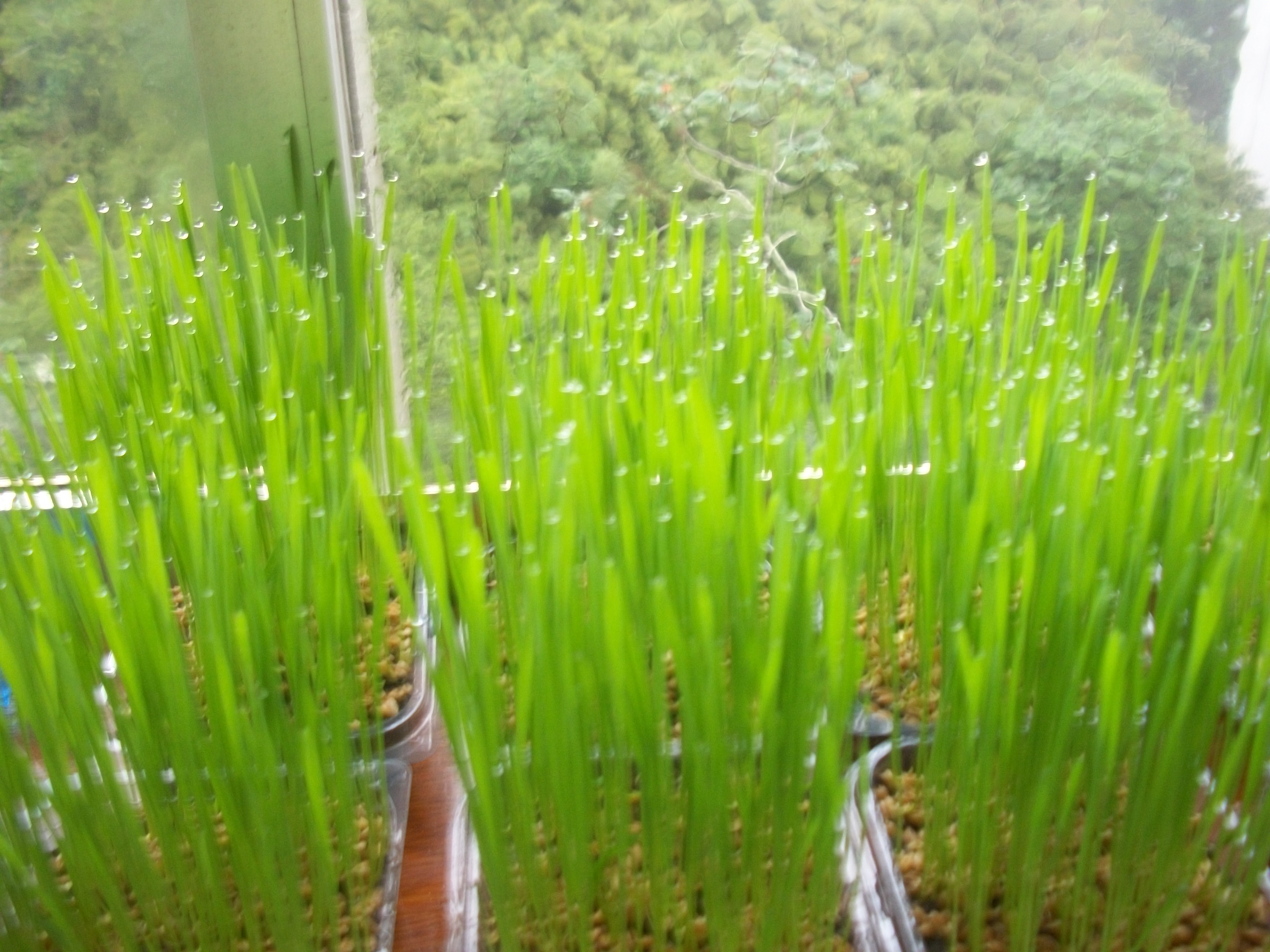 Vídeos - Como preparar o Suco da Luz do Sol