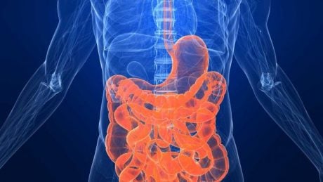 SII - O intestino é o nosso segundo cérebro