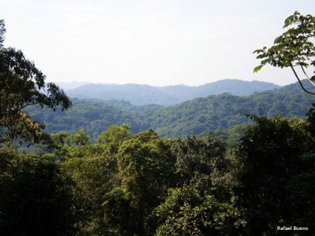 Cadê a Mata Atlântica?