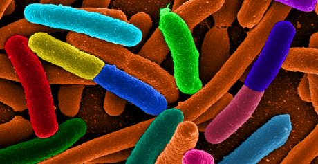 Flora Intestinal - como mantê-la forte e saudável?