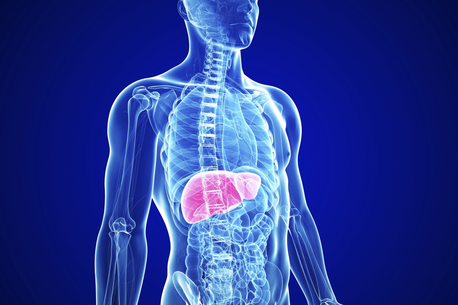 What does the liver represent?