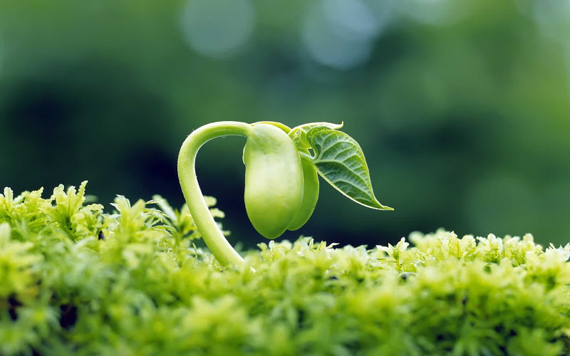 Alertas sobre germinação de sementes