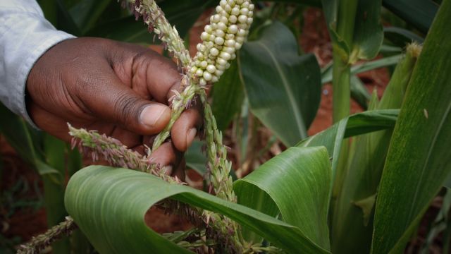 A falácia do Mito das boas práticas agrícolas