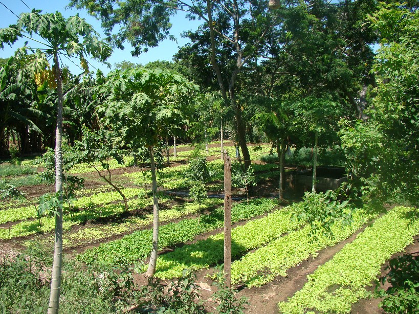 Hortas Ecológicas - Espaço de produção e aprendizagem