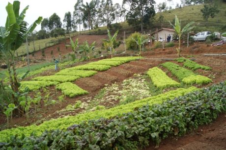 NBR Entrevista discute vantagens dos alimentos orgânicos para a população brasileira