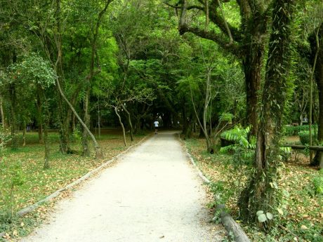 Desvendando o Parque Ibirapuera