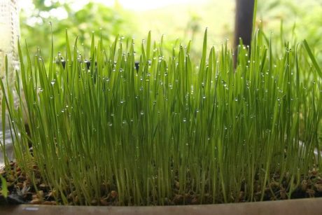 Tabela de Germinação