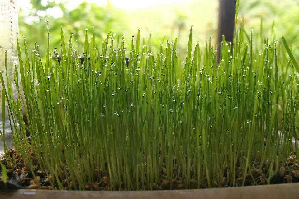 Tabela de Germinação