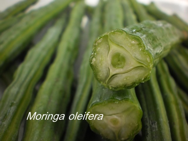 Vídeo: Benefícios da Moringa Oleífera