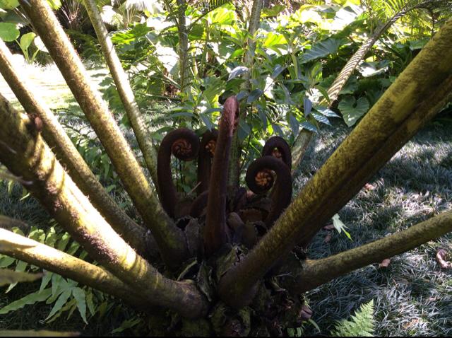 Plantas podem pensar, falar e ler pensamentos