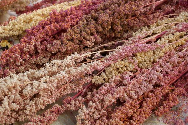 QUINOA adaptada ao CERRADO BRASILEIRO