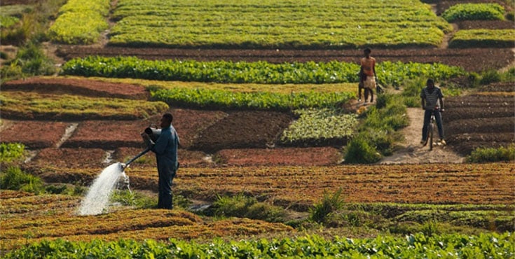 NOVAS PERSPECTIVAS PARA A AGRICULTURA BIODINÂMICA