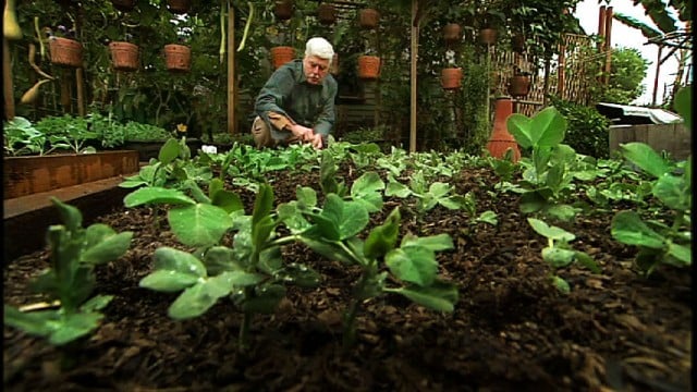 Vídeo: A fantástica horta de 400 m² da família Dervaes- EUA