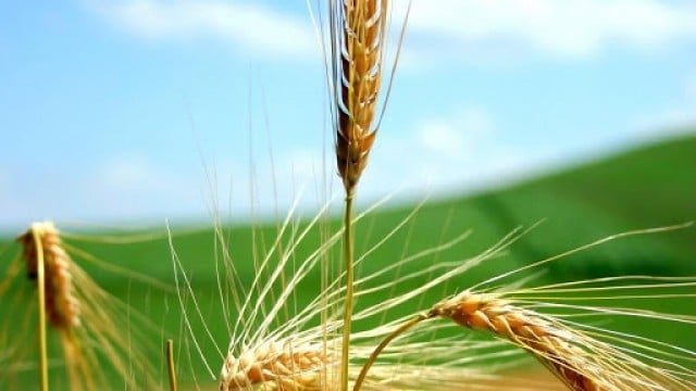 Conto: O grão de trigo – Ana Primavesi