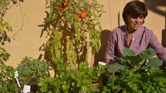 7 boas razões para cultivar uma horta urbana e orgânica