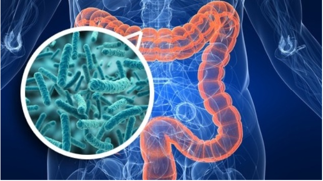 Estilo de vida tem forte impacto sobre as bactérias intestinais e a saúde