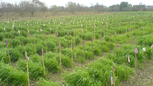 Agricultura orgânica na América Latina