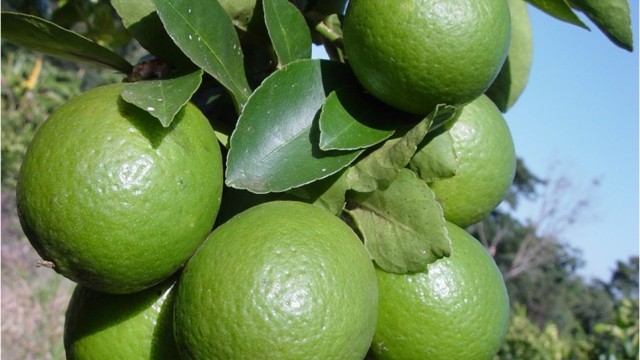 VídeoDica: Limão é um poderoso agente Mineralizante