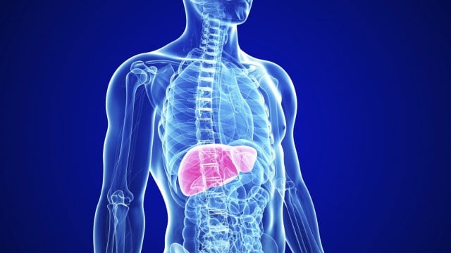 What does the liver represent?