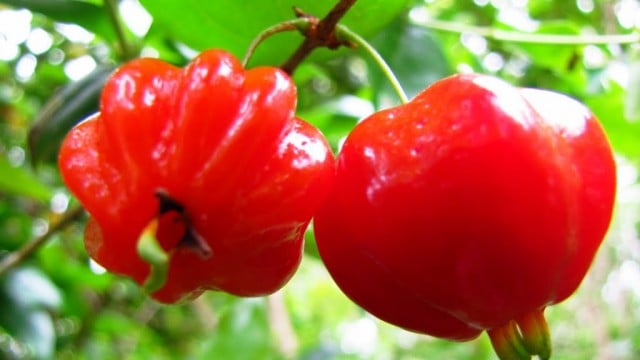 10 Frutas Nativas que Curam