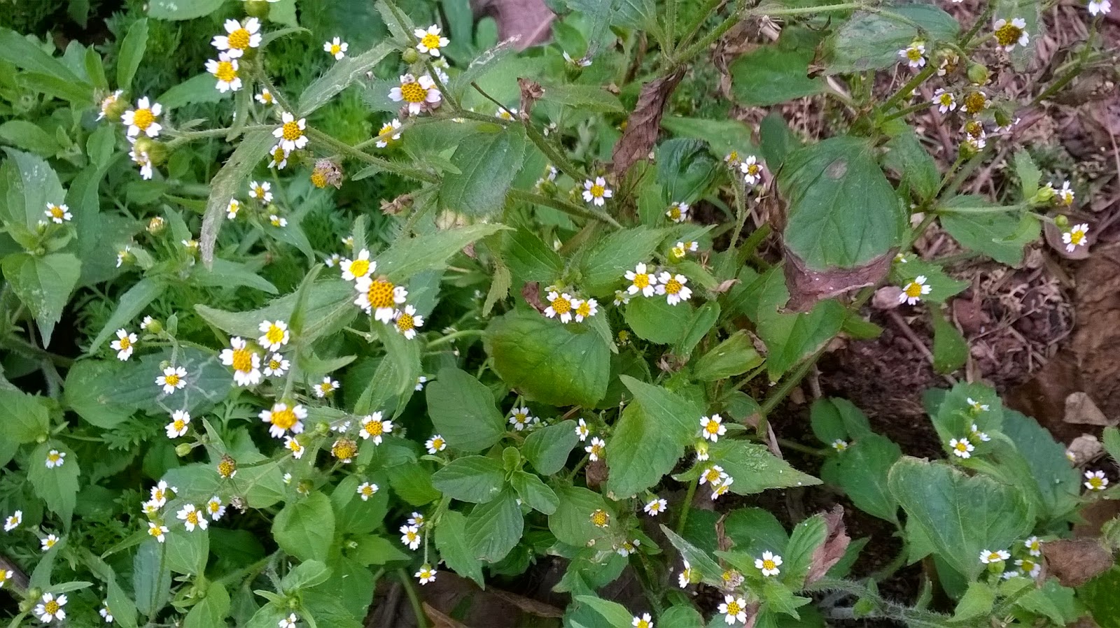 Pic o Branco linda flor delicada e poderosa PANC